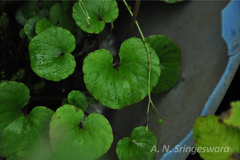Impatiens pseudo-acaulis